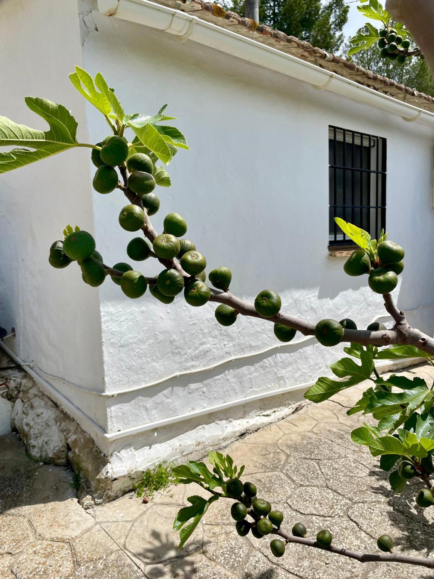 Finca El Sueno Andaluz Villanueva de la Concepción Esterno foto