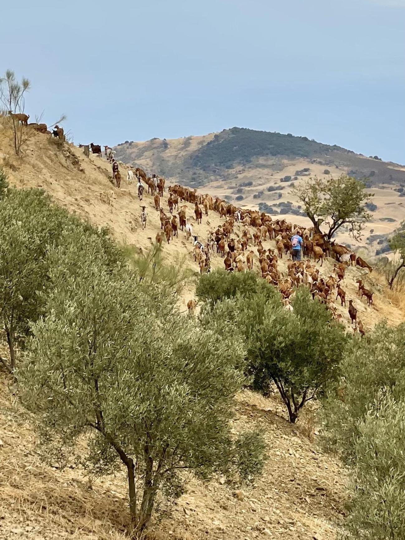 Finca El Sueno Andaluz Villanueva de la Concepción Esterno foto